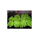 supply Fresh banana