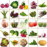 Fruit Cleaner Persimmon Papaya Carrot Washing Machine Restaurant Vegetable Washing Machine thumbnail-3