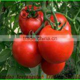 (HOT) TOMATO/TOMATOES/RED TOMATO thumbnail-1