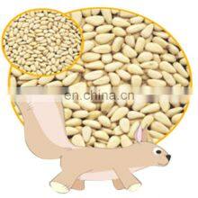 China The Most Popular Dried Fruit is the Shelled Pine Nut From Byloo Group Firm thumbnail-4