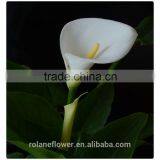 2016 Fashion Graceful White Calla Lily Flower to Express Global thumbnail-2