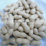 Blanched Peanut Kernel in Long Shape thumbnail-3