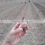Zhangzhou Narcissus Tazetta Bulbs Daffodil Flower Bulb thumbnail-2