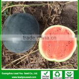 W10 Heishuai medium maturity black watermelon seeds for planting