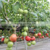 Expanded Perlite for Seedlings, Grow Composts, Soil Conditioner thumbnail-4