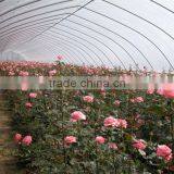 Low Cost Plastic Covered Rose Greenhouse Tunnel thumbnail-1