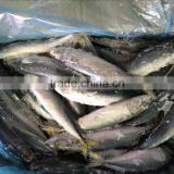 Frozen Pacific Mackerel WR Fish for Tuna Bait thumbnail-4