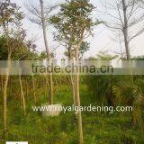 Cassia Javanica thumbnail-3