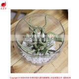 Artificial Preserved Succulents Artificial Potted Mini Succulent Plants Hot Sale Artificial Potted Plants thumbnail-1