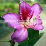 BAUHINIA VARIEGATA thumbnail-2