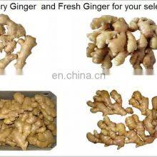 New Crop High Quality Chinese Ginger Fresh Ginger thumbnail-3