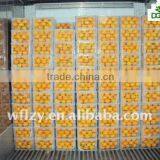 XUNWU Mandarin Orange thumbnail-1