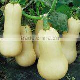 Hybrid Milk White Pumpkin Seeds Chinese Vegetable Seeds For Growing-cream Pumpkin thumbnail-1
