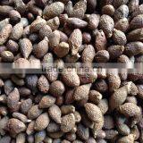 Sterculia Lychnophora, Crop 2016 thumbnail-1