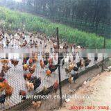 High Quality Plastic Coated Holland /Dutch Wire Mesh /Euro Fence (holland Wire Mesh,holland Wire Mesh thumbnail-2