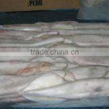 Loligo Gahi thumbnail-2