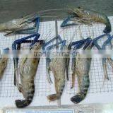 Fresh Frozen Scampi Headon Shell On thumbnail-1