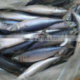 Frozen Fish Pacific Mackerel Scomber Japonicus Chinasuppliers thumbnail-2