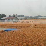 120*2.2cm Natural Eucalptus Wooden Broom Handle thumbnail-6