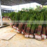 Foshan Greenworld Nursery Co., Ltd. company overview - view 3 thumbnail