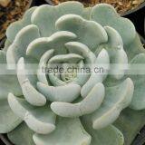 Succulent Plant Echeveria Tosy Turpy Hybrid, Decorative Plants Echeveria, Succulent Plants, Tropical Plants thumbnail-1