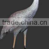 Brolga Crane thumbnail-1