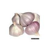 Normal Garlic