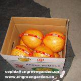 Fresh Honey Pomelo thumbnail-1