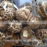 High Quality Dried Shiitake Flower Mushroom thumbnail-4