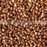 Cattle Feed Buckwheat Seed