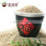 White Broomcore Millet With Reasonable Price 2016 Crop thumbnail-1