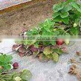PP Non Woven Fabric For Agriculture thumbnail-1