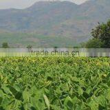 Yellow Powdered Fulvic Acid Fertilizer in Agriculture thumbnail-3