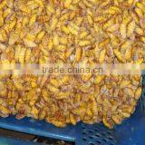 Health Food Of Frozen Silkworm thumbnail-1