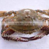 Swimming Crab thumbnail-1