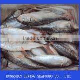 Frozen Good Quality Horse Mackerel Fish thumbnail-1