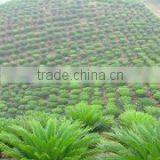 Foshan Greenworld Nursery Co., Ltd. company overview - view 1 thumbnail