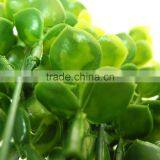 China Best Sell Wholesale Artificial Plant for Indoor Decoration thumbnail-4