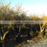 Pomegranate (Punica Granatum) Trees thumbnail-3