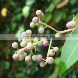 Embelia Ribes thumbnail-3