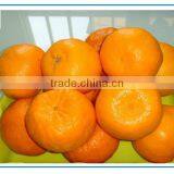 2013 Newly Harvest Satsuma Mandarin thumbnail-6