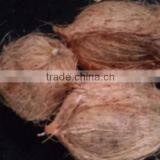 Fresh Coconut Price for UAE Market thumbnail-1