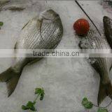 Capacity 1 Ton Ice Flake Maker thumbnail-2