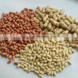 JuNan ShanDong High Quality Blanched Peanuts 51/61 2014 Hot Sale thumbnail-1