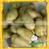 Fresh Potato/Fresh Potato China/Fresh Potato Supplier thumbnail-1