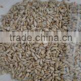 Sunflower Seeds Kernels in Inner Mongolia thumbnail-1