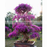 Bougainvillea for Turkey thumbnail-4