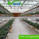 Strawberry Hydroponics thumbnail-4