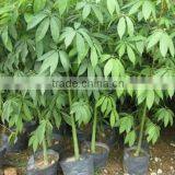 Gossampinus Malabarica Seedling thumbnail-3