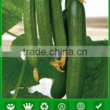 JCU10 Huamei multi fuits high yield hybrid chinese cucumber seeds f1